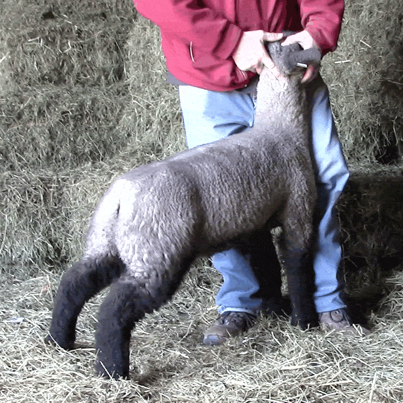 Sires Barns Club Lambs